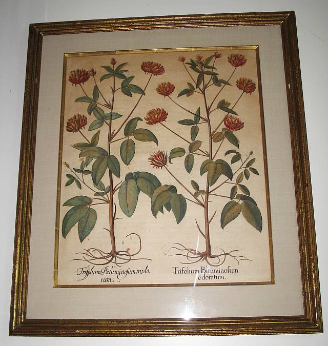 Besler Botanical Print