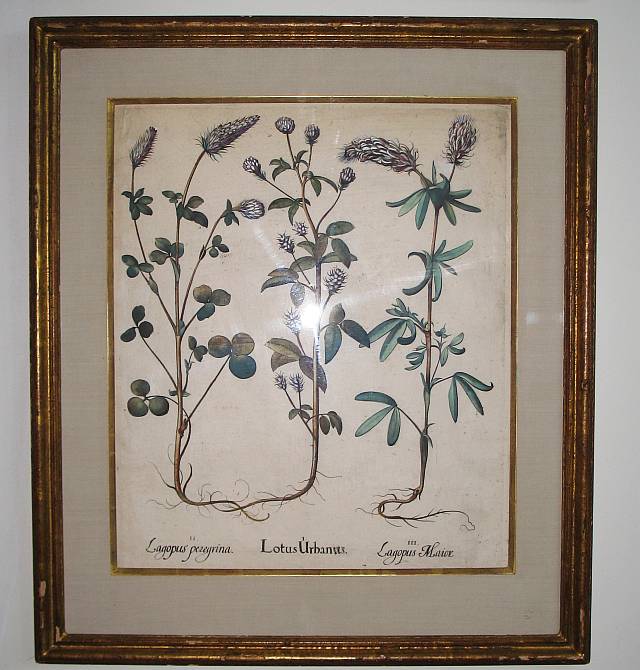 Besler Botanical Print