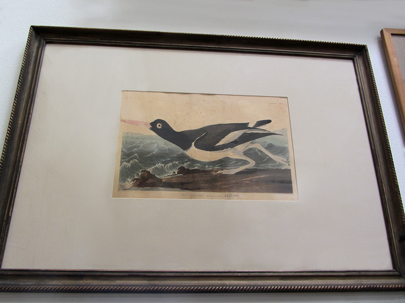 John J. Audubon Print